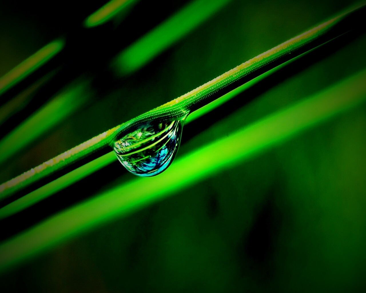 Капелька воды на стебле обои