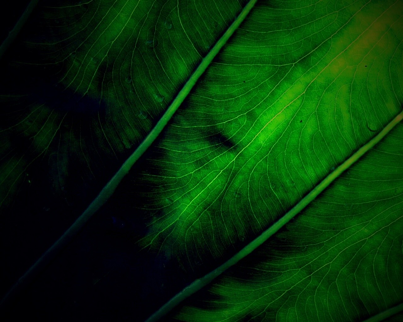 Прожилки на листе обои