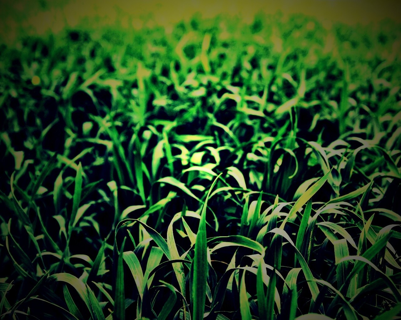 Высокая трава обои