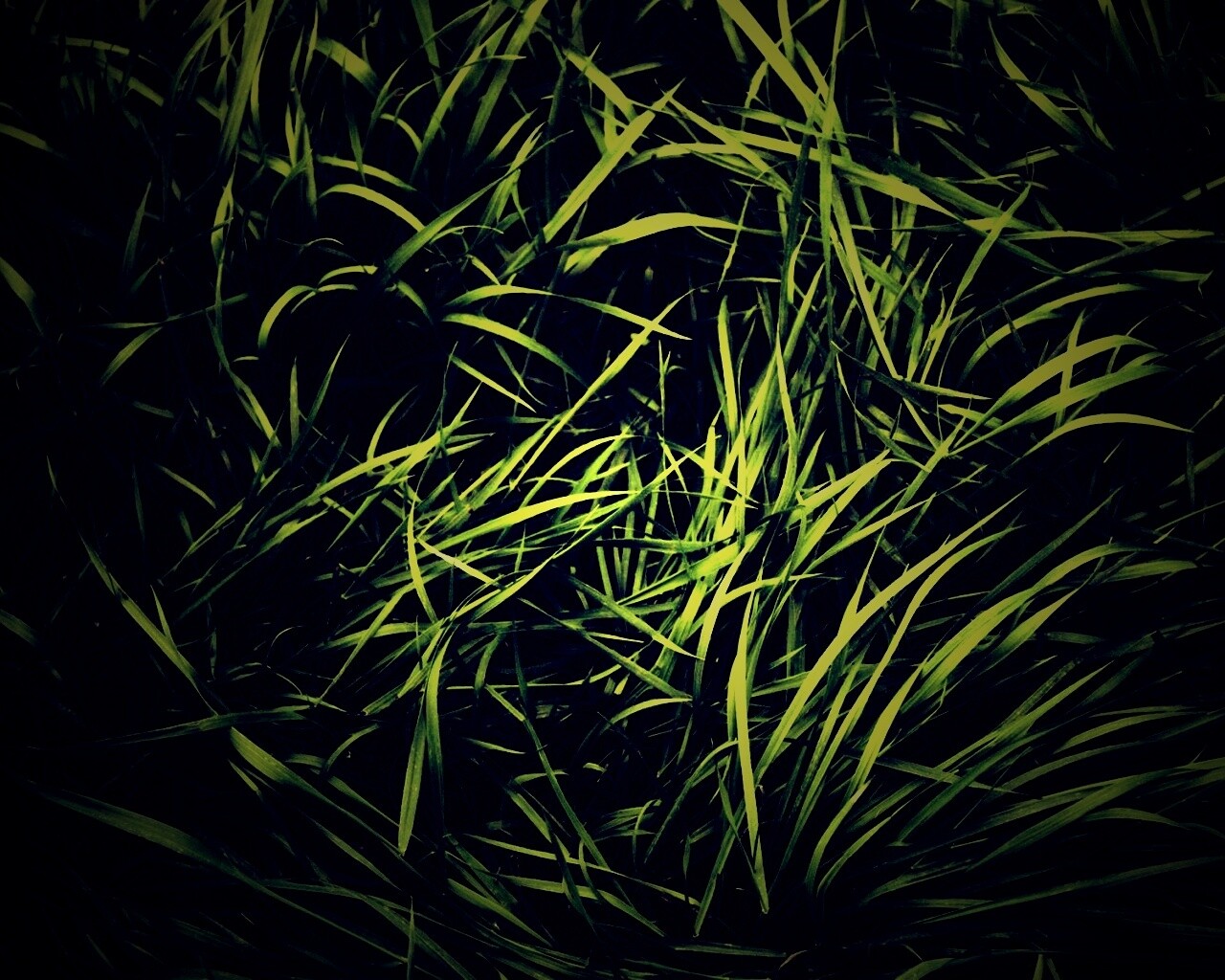 Блеклая трава обои