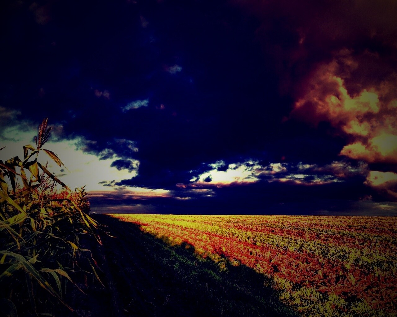 Кукурузное поле обои