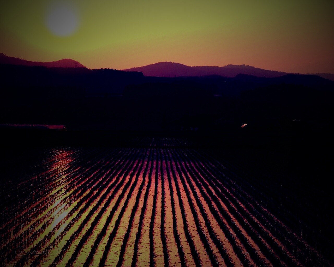 Рисовые поля обои