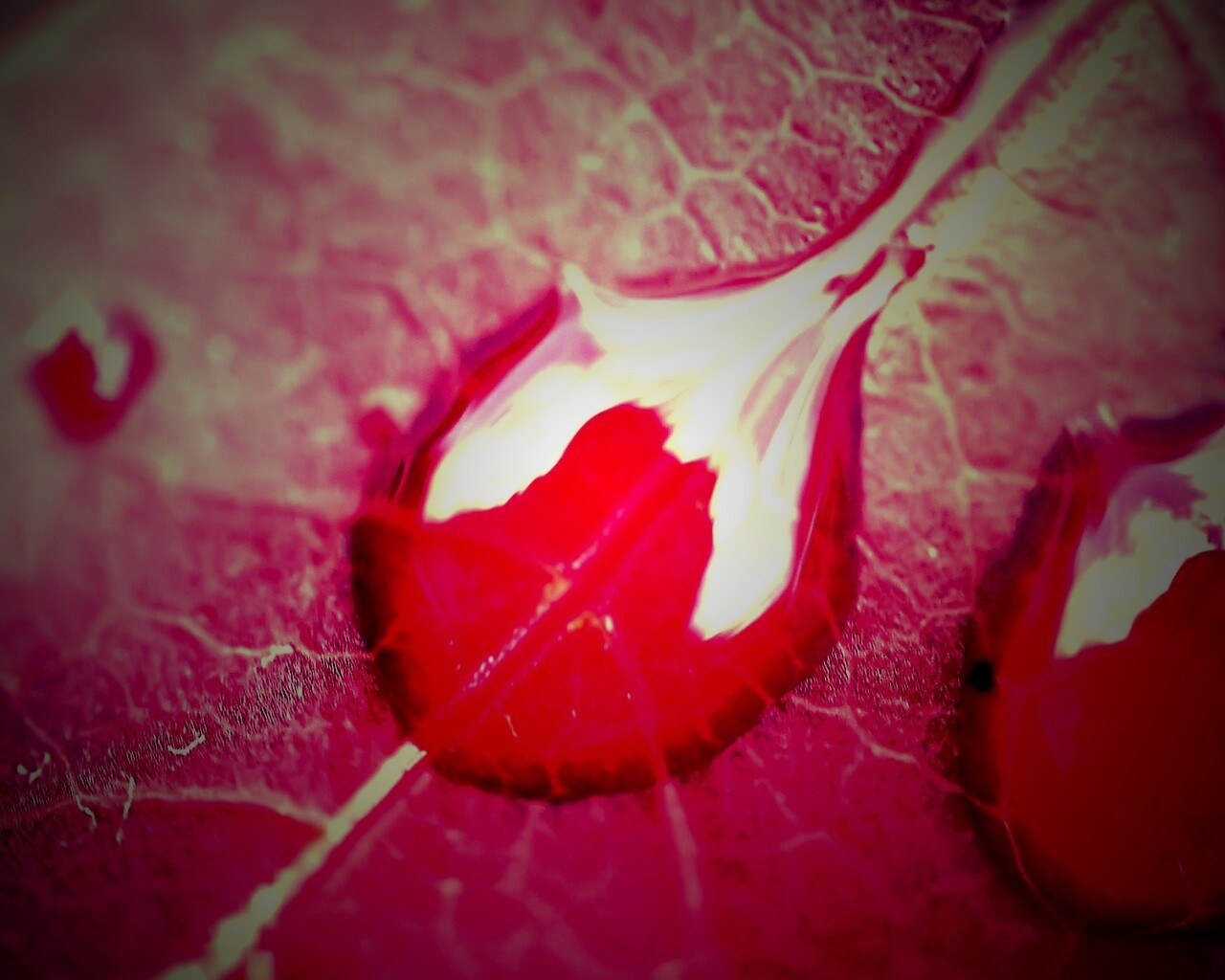 Две капли на красном листке обои