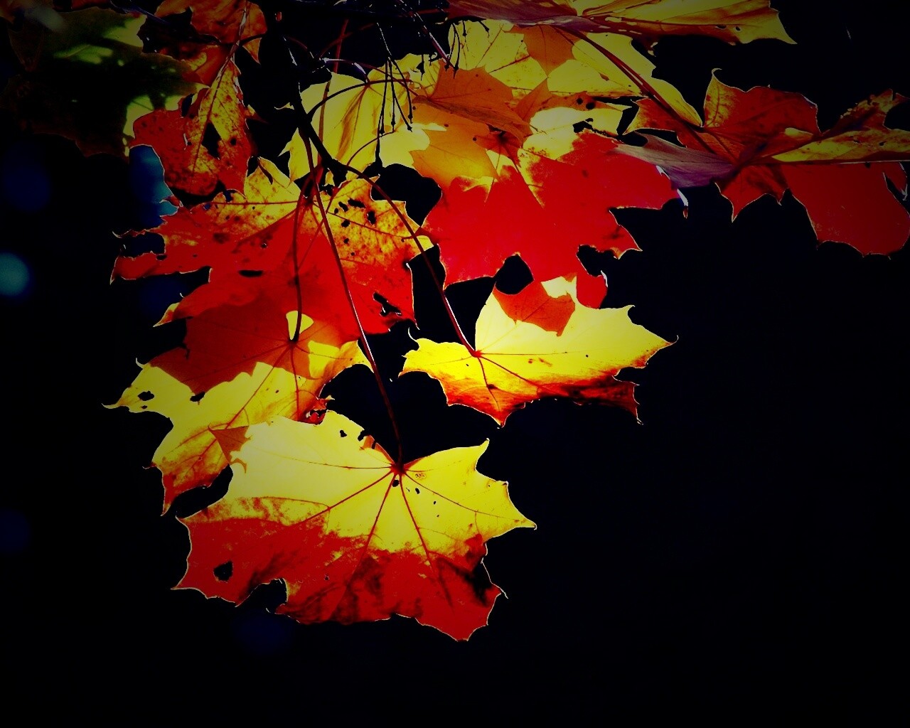 Колоритные осенние листья обои