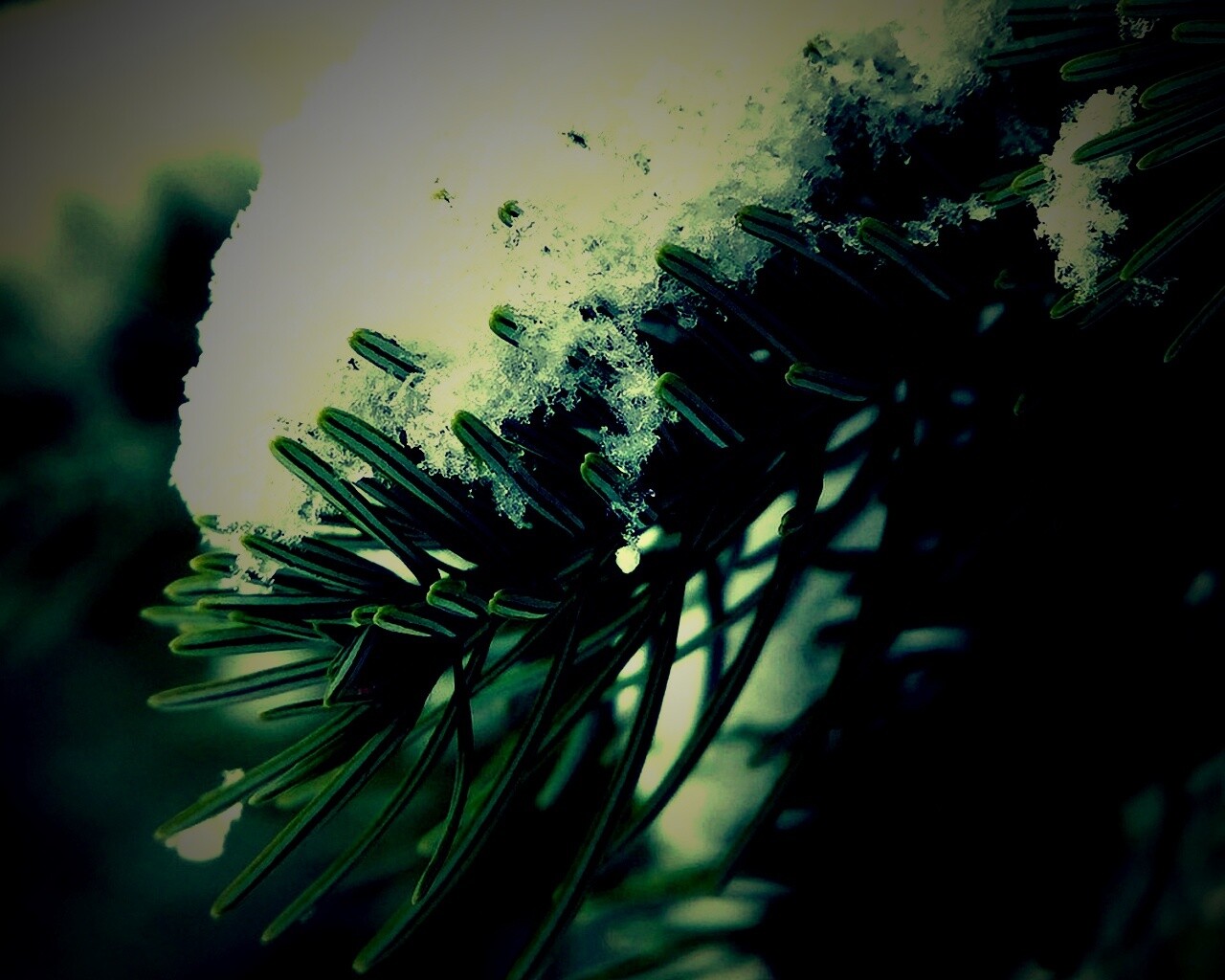 Хвойная ветка вся в снегу обои