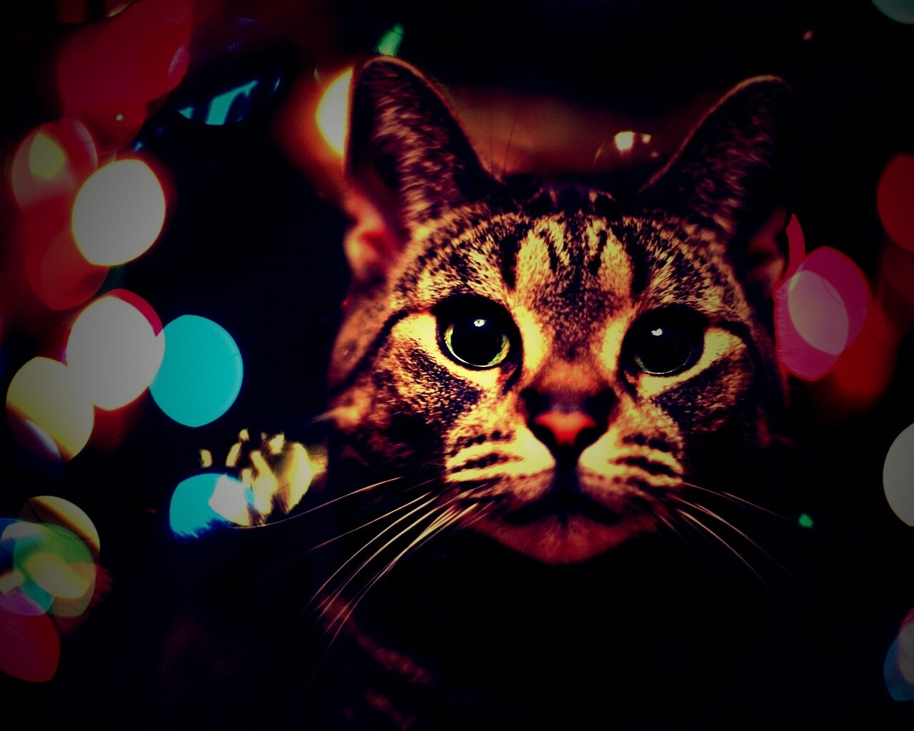 Любопытный кот обои