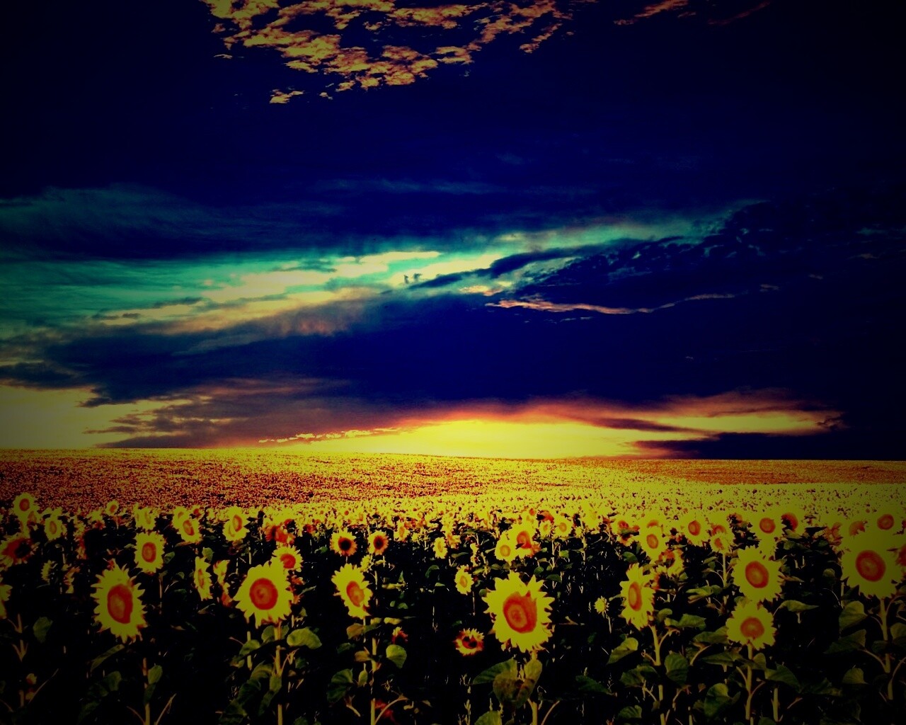 Целое поле подсолнухов обои