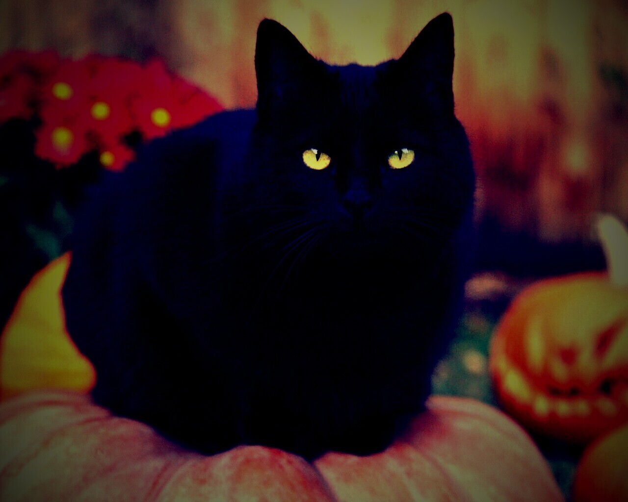 Чёрный кот на тыкве обои