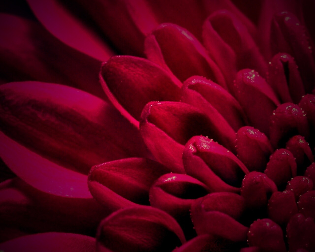 Лепестки хризантемы обои