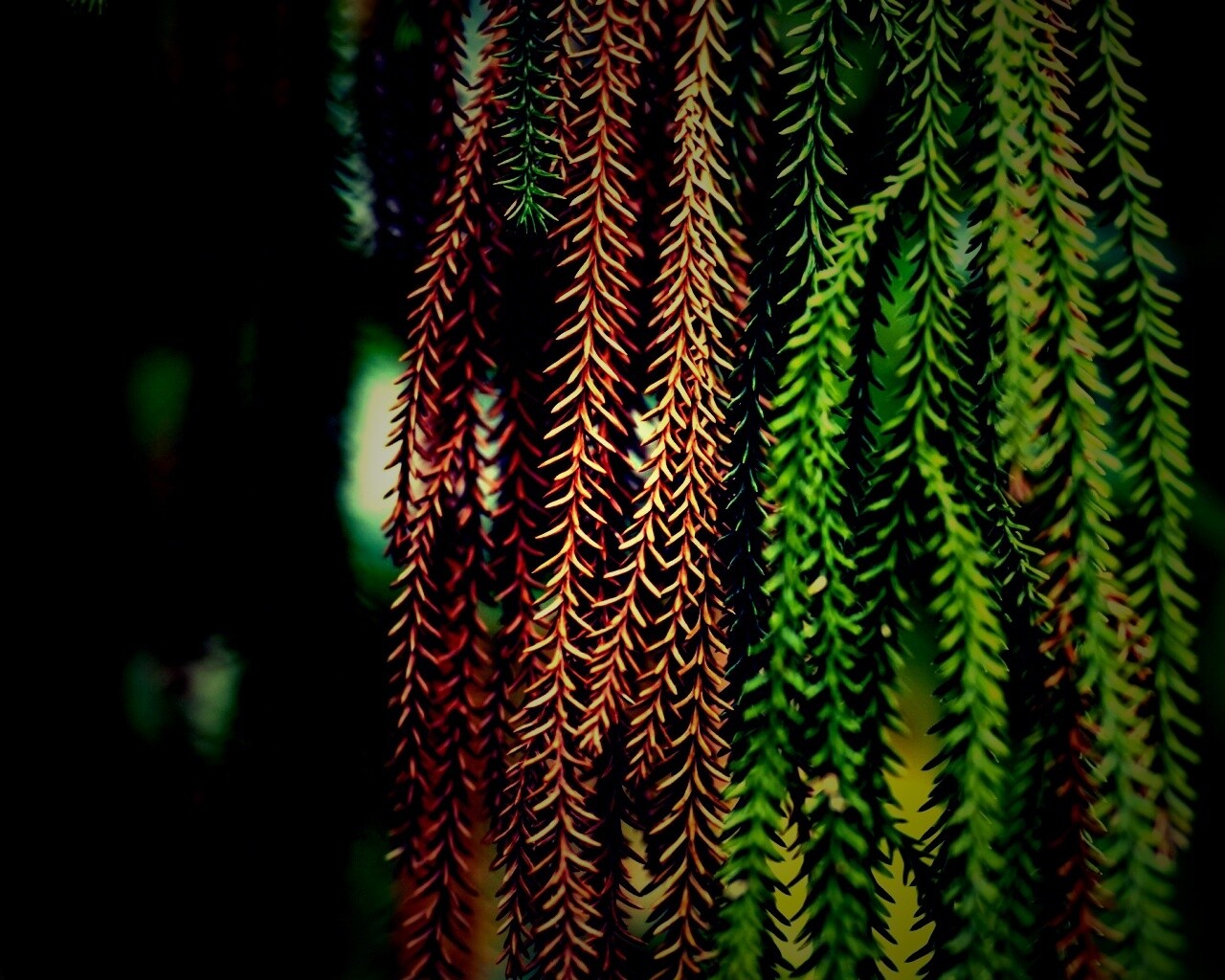 Зеленые колючки обои