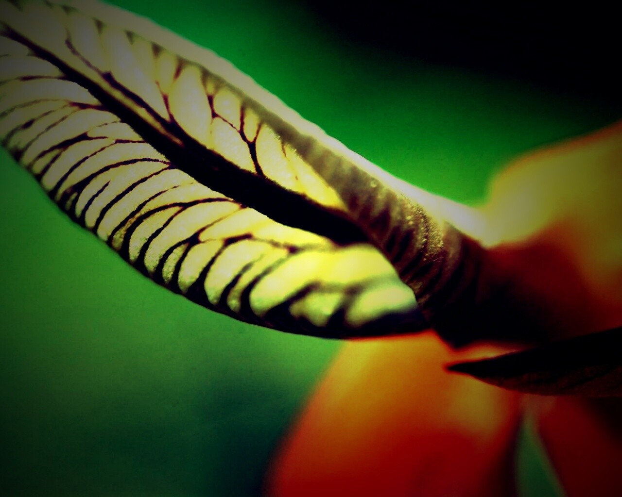 Сетчатый лист обои