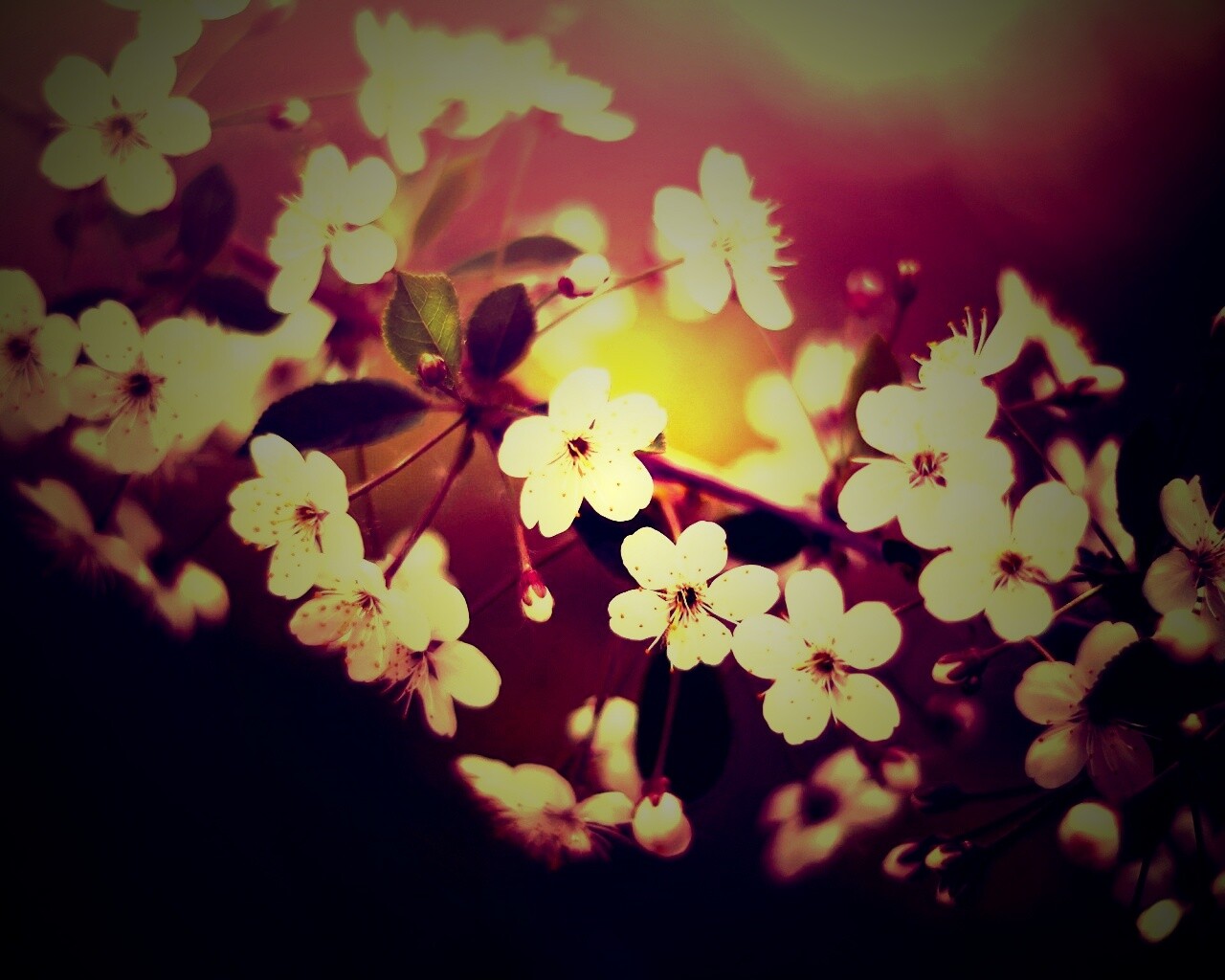 Ветка сакуры обои