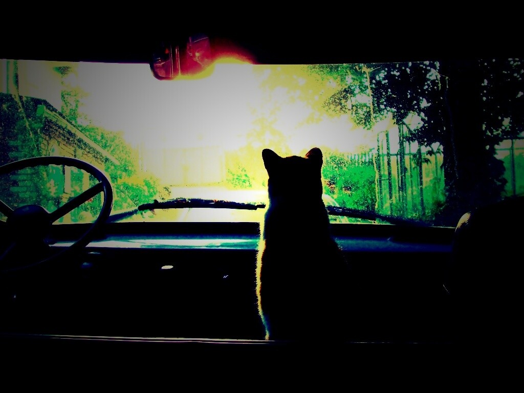 Кот навигатор обои