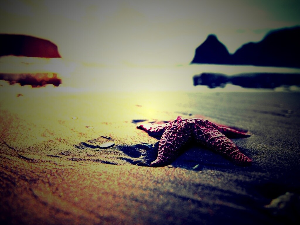 Морская звезда обои