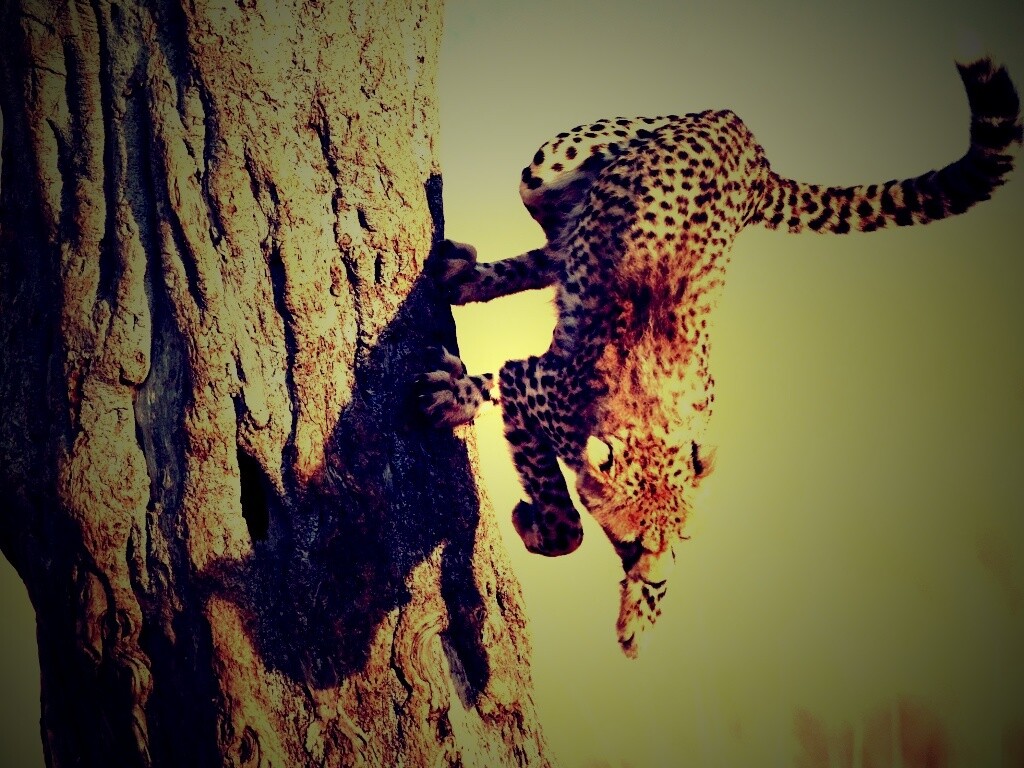 Скалолаз обои