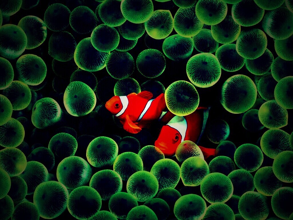 Рыбка клоун стандартные обои iPhone обои