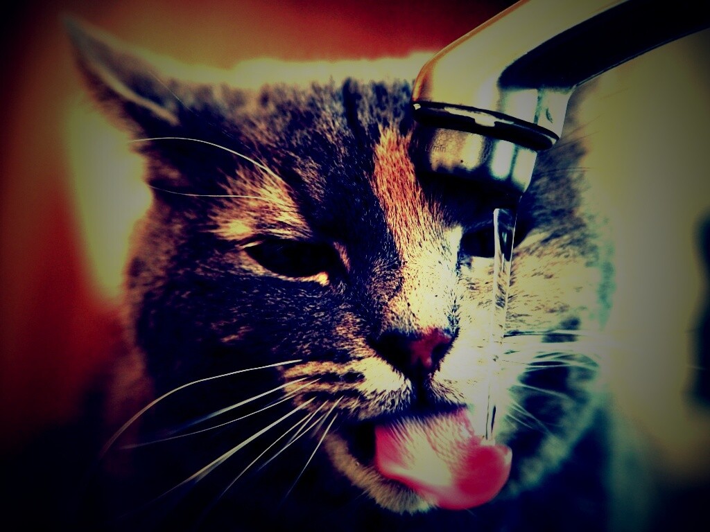 Кот пьет из под крана обои