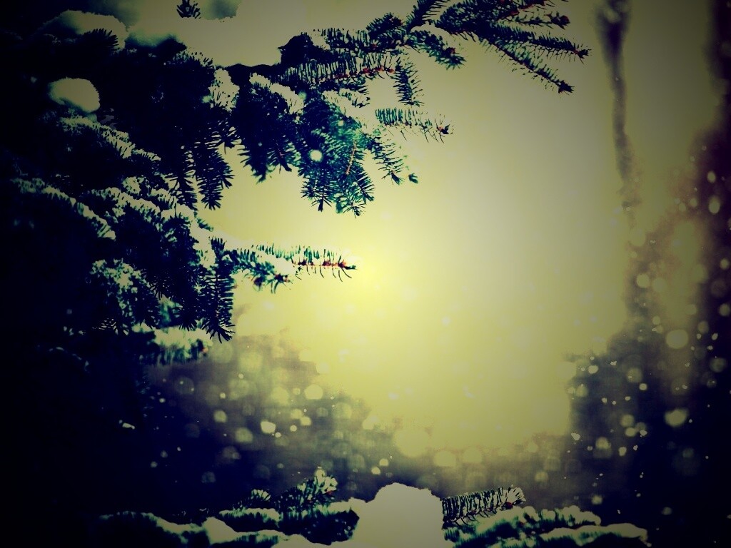 Еловые лапы в снегу обои