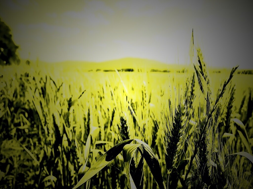 В полях обои