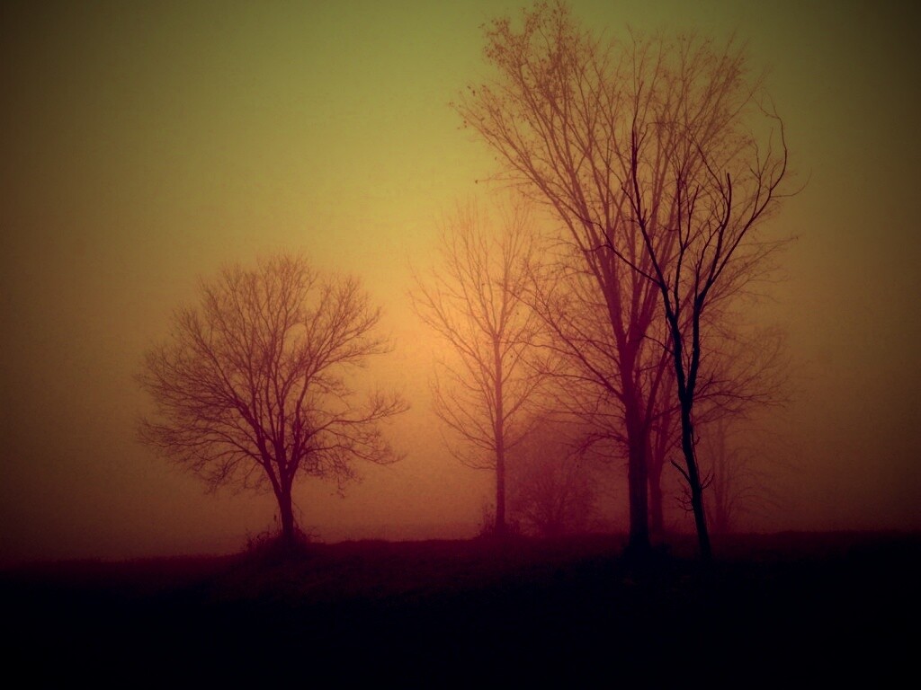 Деревья в тумане обои