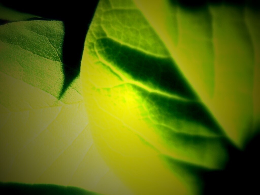 Свет на листве обои