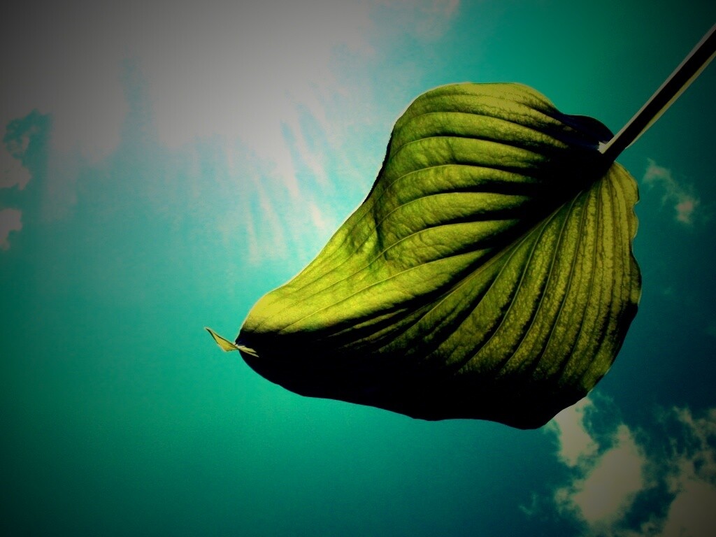 Листик тянется к солнцу обои
