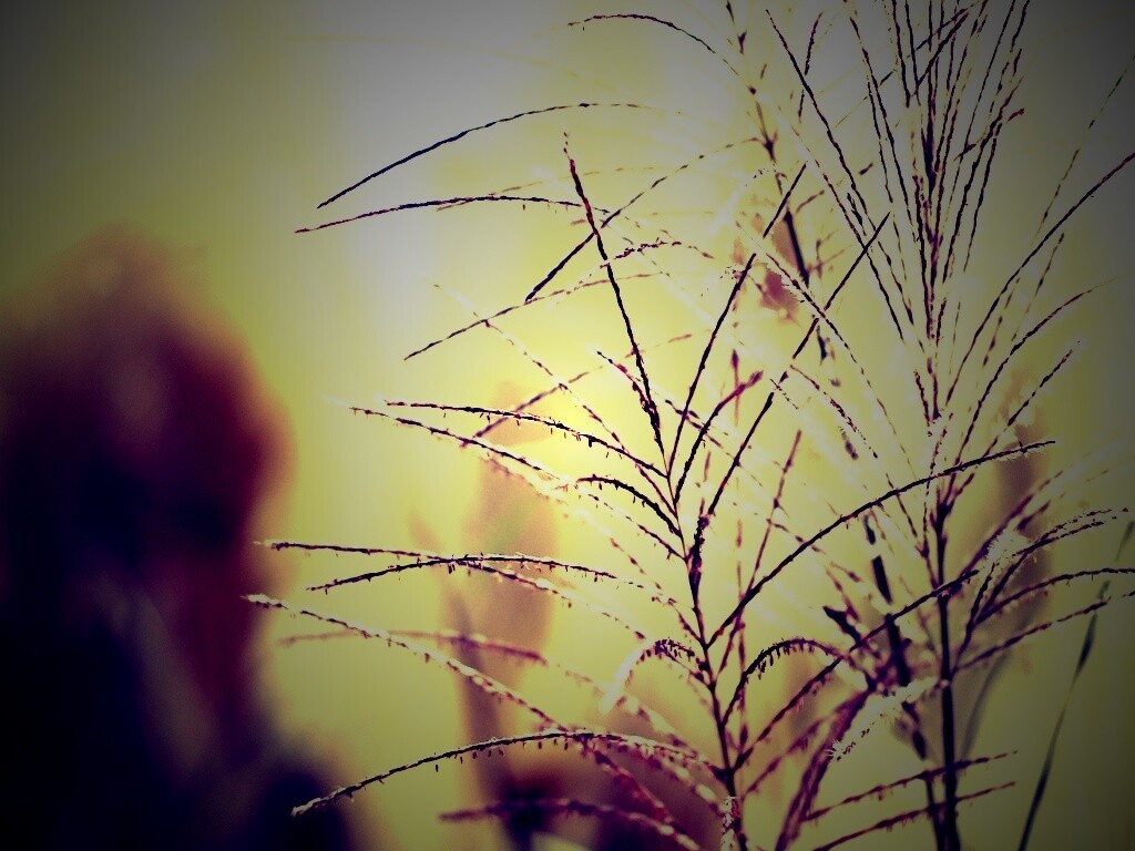 Макро фото растения обои