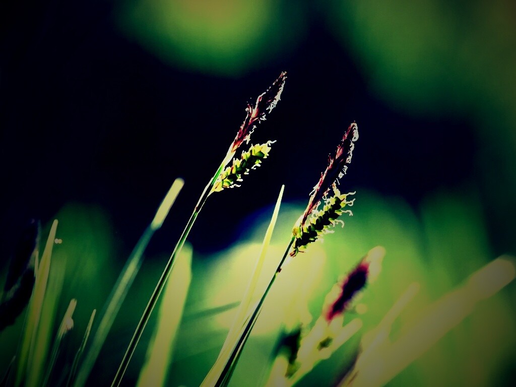 Макро фото луговой травы обои