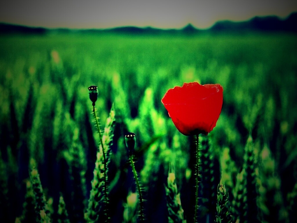 Первый распустившийся мак обои