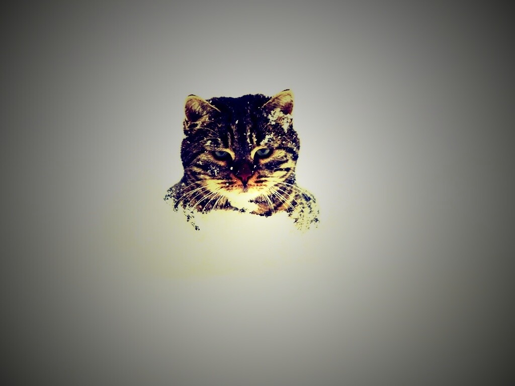 Недовольный кот в сугробе обои