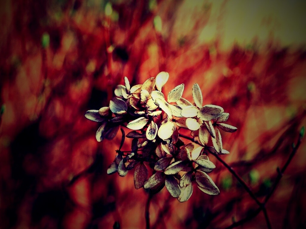 Увядший цветок обои