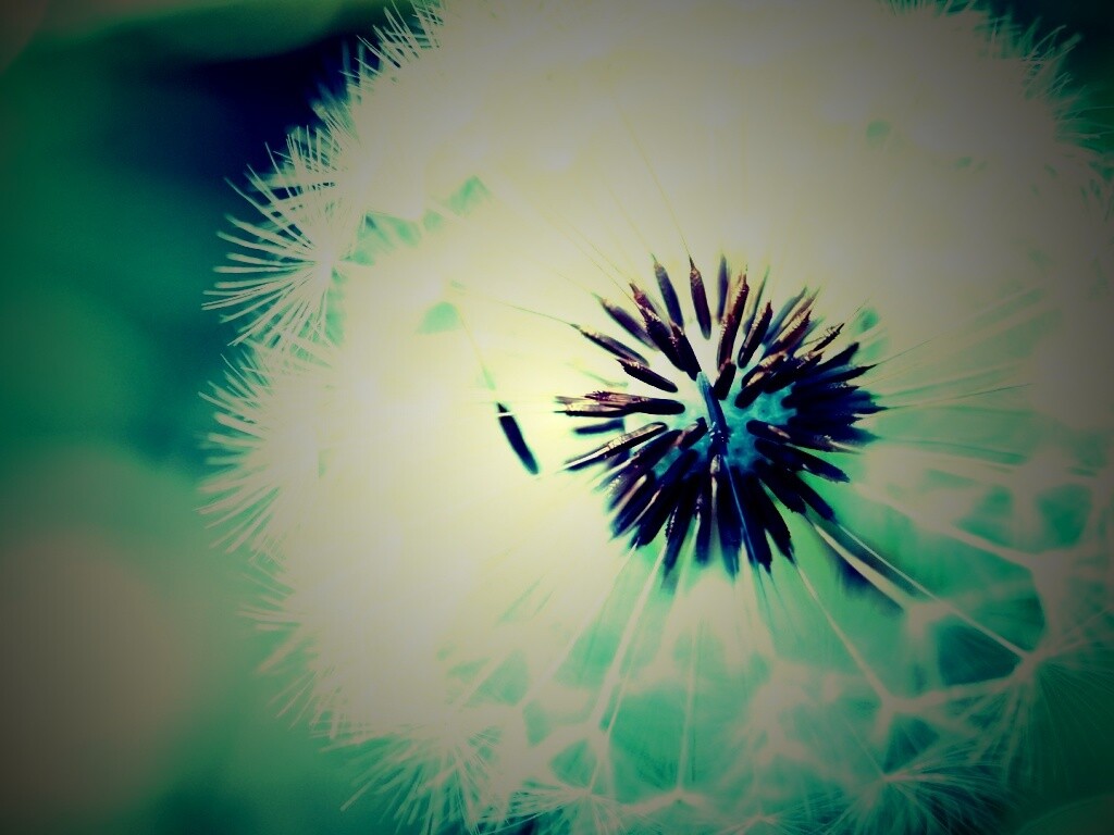 Макро фото одуванчика обои