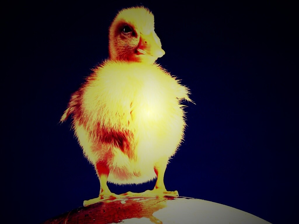 Утёнок на глобусе обои