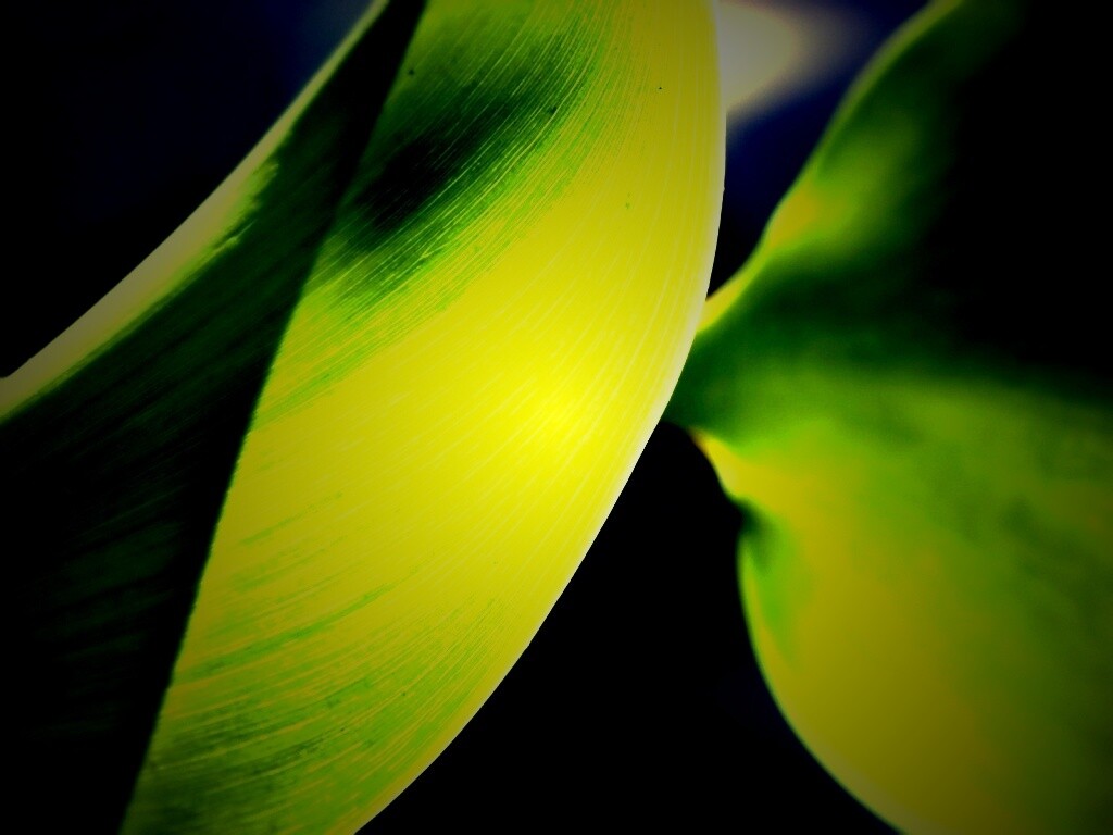 Лист на просвет обои