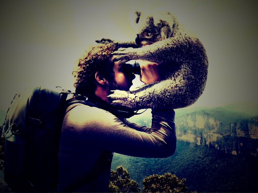 Коала ближе чем кажется обои