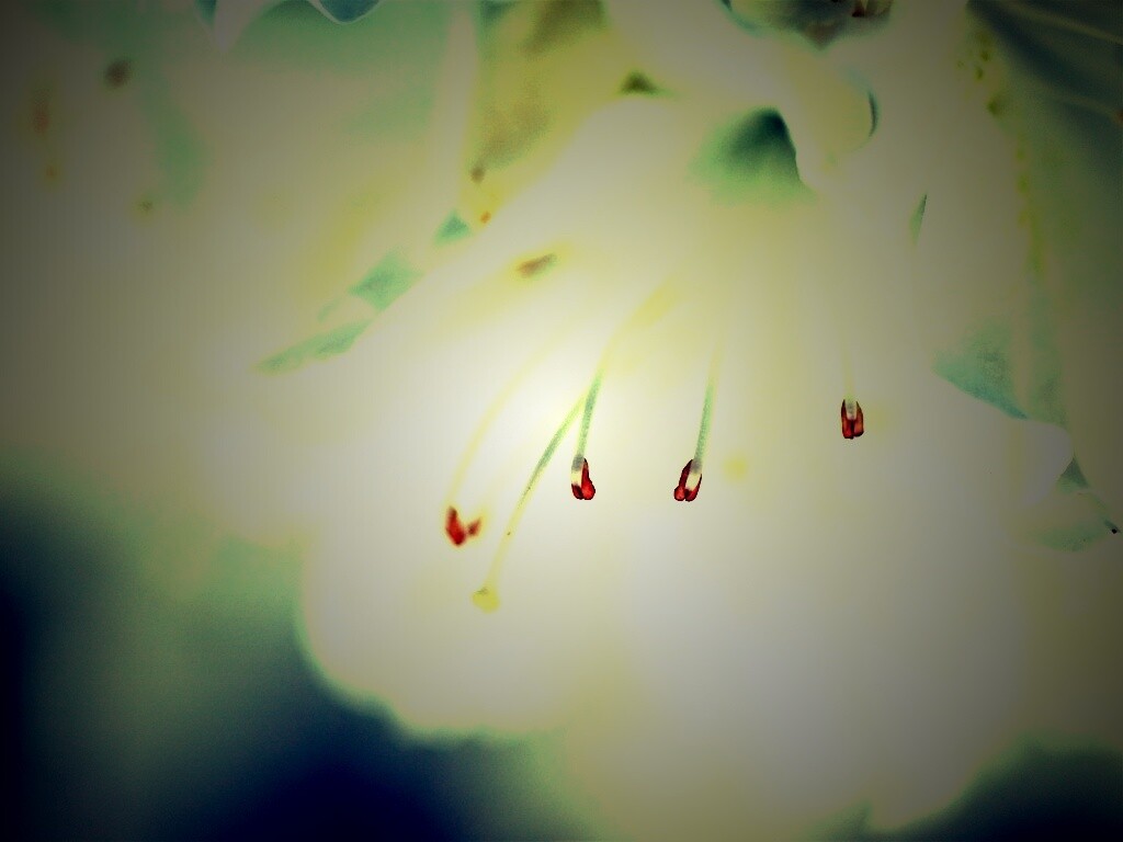 Цветок орхидеи обои