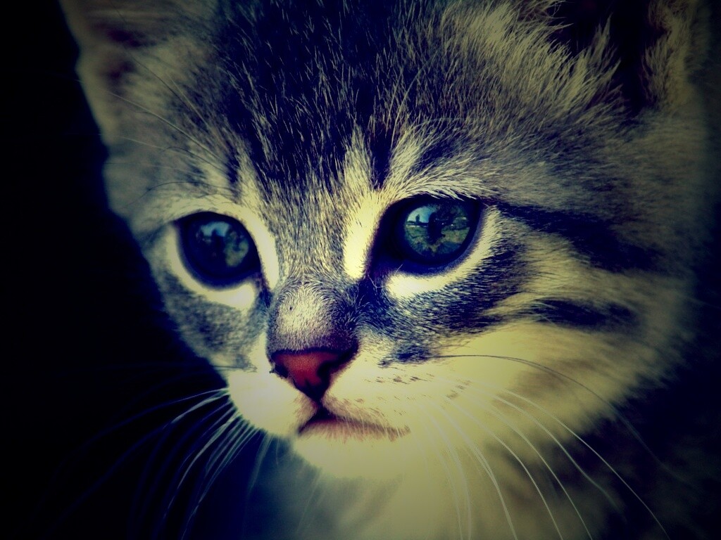 Мордочка котёнка обои