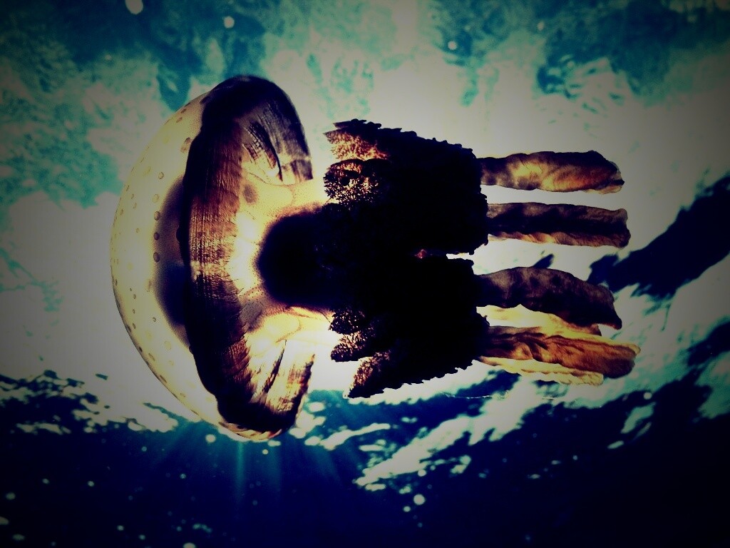 Коричневая медуза обои