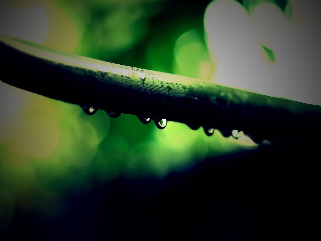 Капли на стебле обои