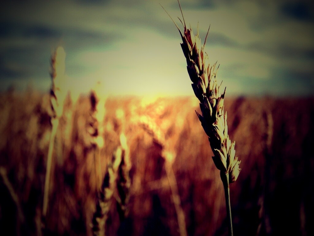 Колосок обои