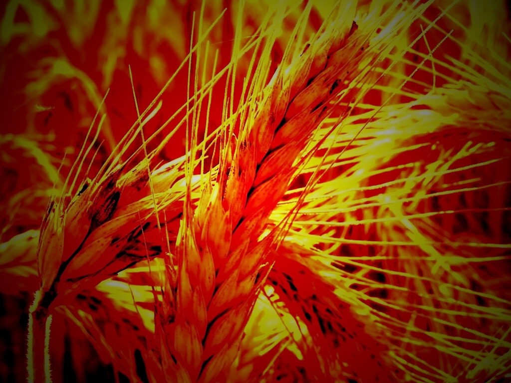 Зреющий колос обои