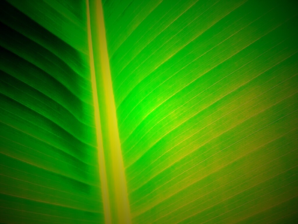 Желтый черенок листа обои