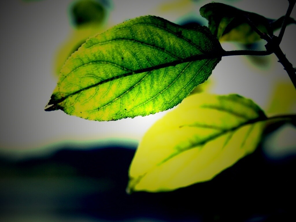 Три листа обои