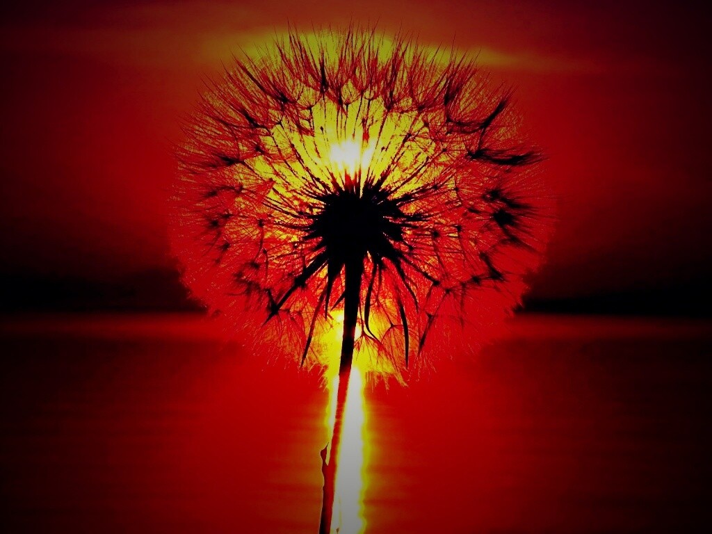 Одуванчик на закател обои