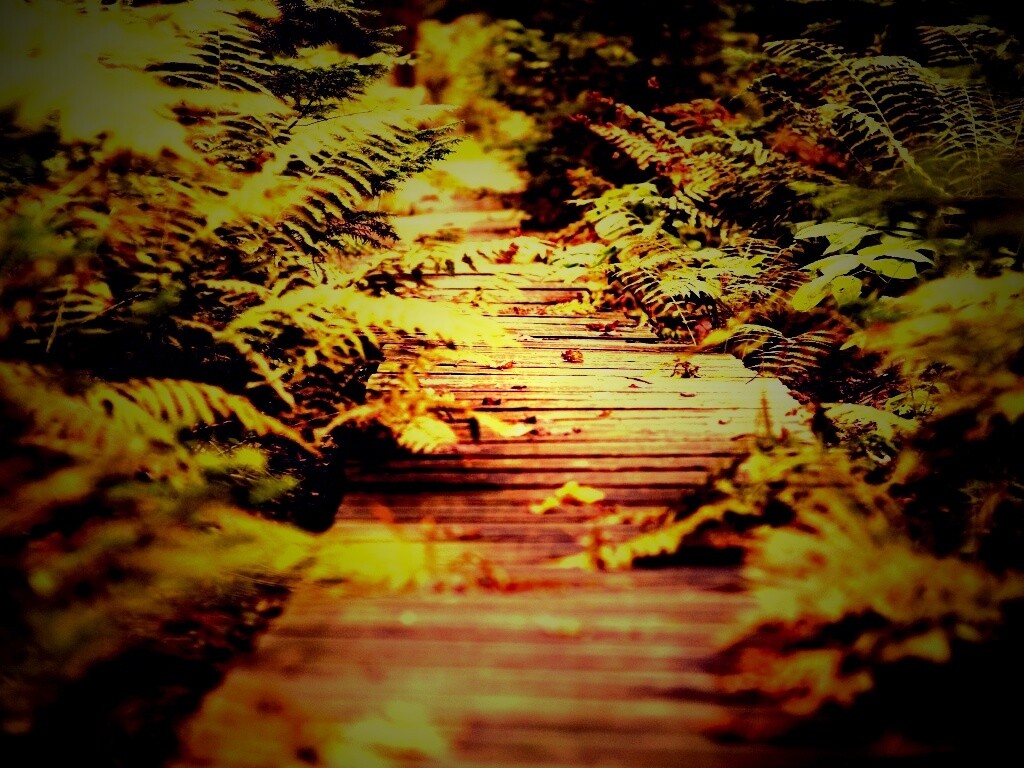 Деревянная дорожка обои