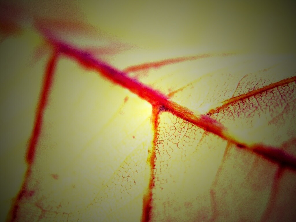 Желтый лист обои