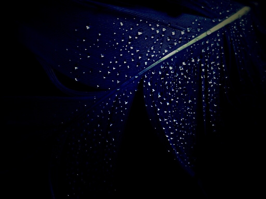 Капли на черном пере обои