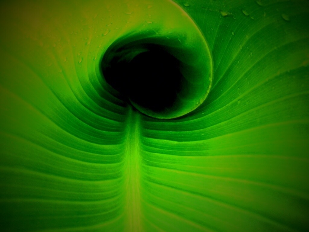 Свернутый в трубочку лист обои