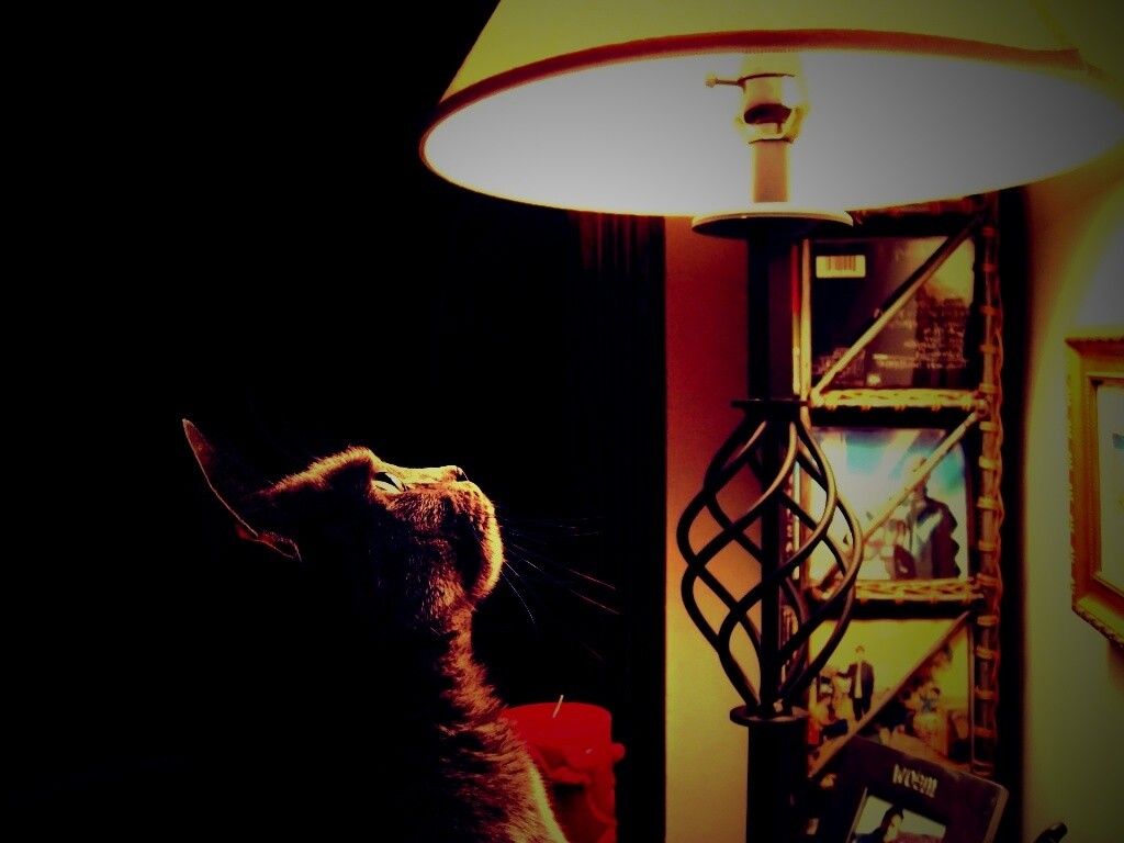 Кот смотрит под торшер обои