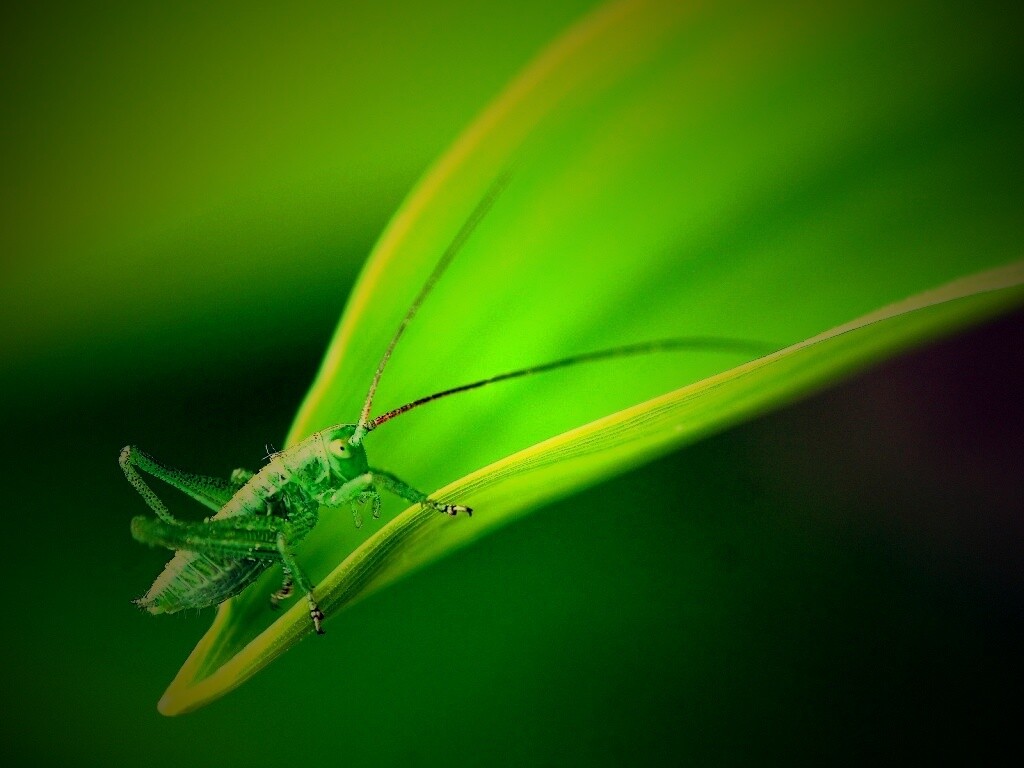 Кузнечик на листике обои
